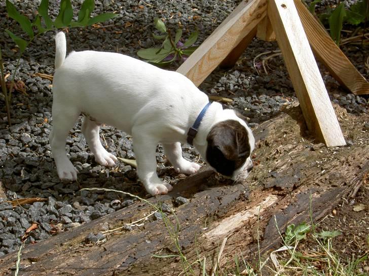 Blanding af racer Fransk bulldog/mops Boss - uha, der er langt ned billede 14