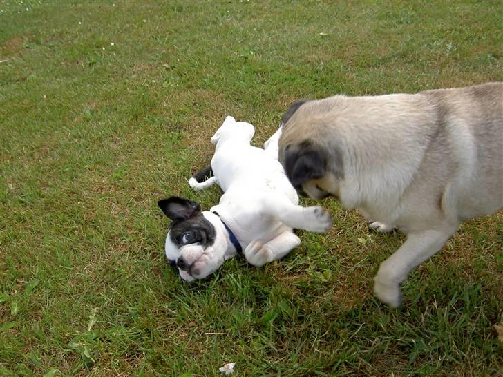 Blanding af racer Fransk bulldog/mops Boss - Jeg skal nok ordne dig, når jeg bliver stor... billede 15