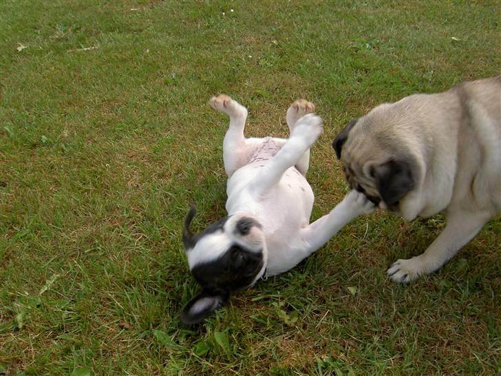 Blanding af racer Fransk bulldog/mops Boss - Bare kom an billede 16