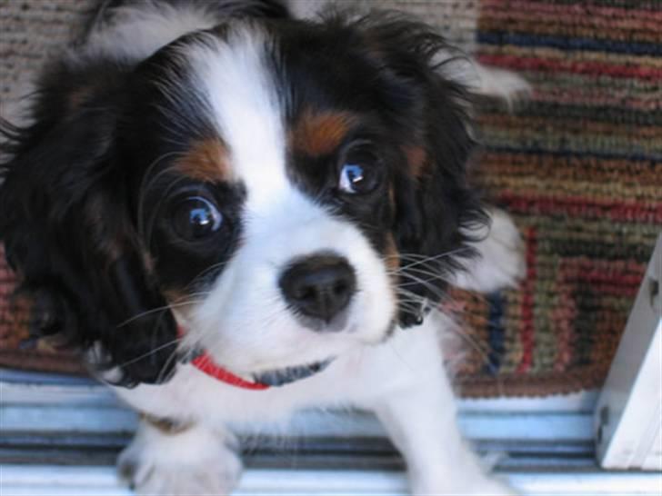 Cavalier king charles spaniel Pjok - Pjok billede 1
