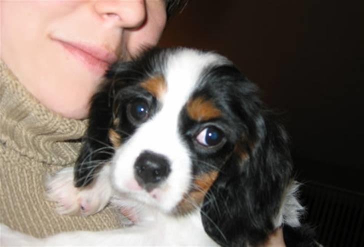Cavalier king charles spaniel Pjok billede 2