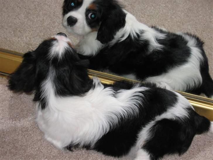 Cavalier king charles spaniel Pjok billede 4