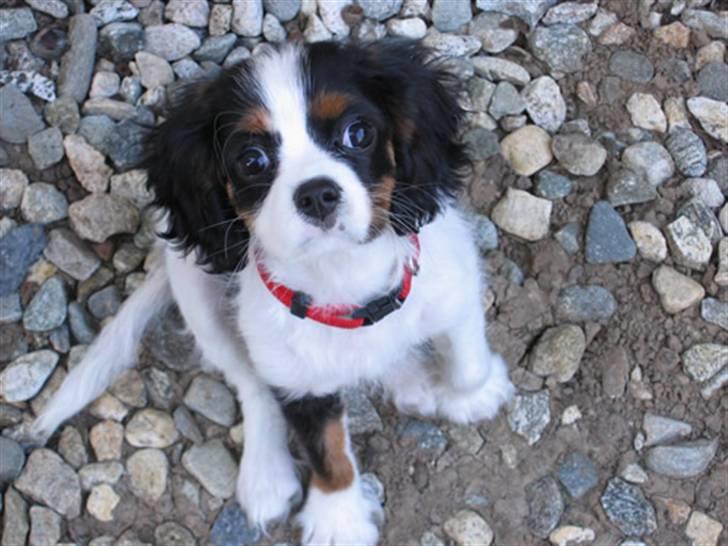Cavalier king charles spaniel Pjok billede 5