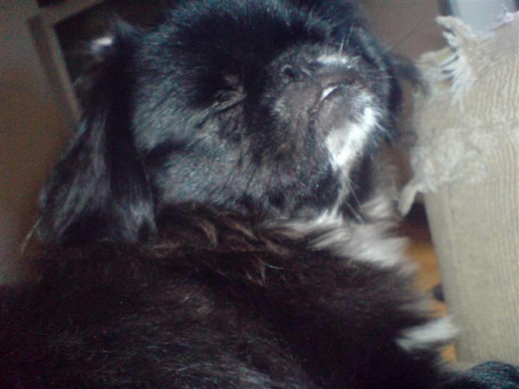 Pekingeser Blackey <3 billede 16