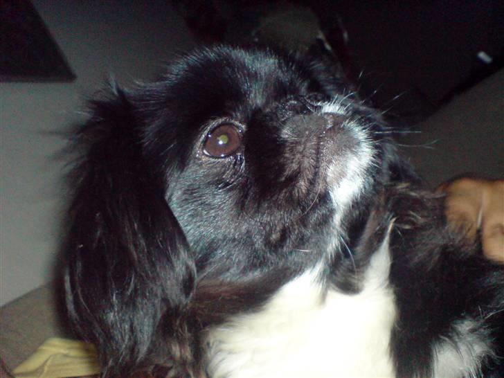 Pekingeser Blackey <3 billede 17