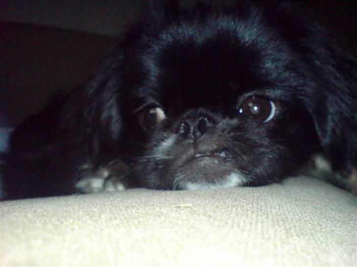 Pekingeser Blackey <3 billede 18