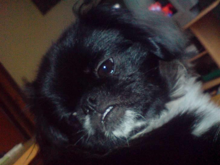 Pekingeser Blackey <3 billede 19