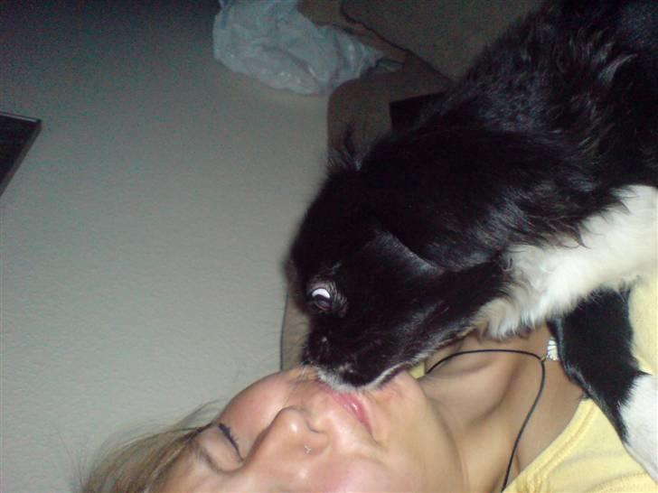 Pekingeser Blackey <3 billede 20