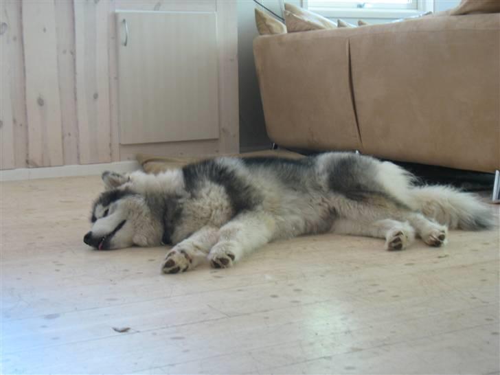 Alaskan malamute Cosmo død 9/3 09 - puha der er varmt om sommeren billede 14
