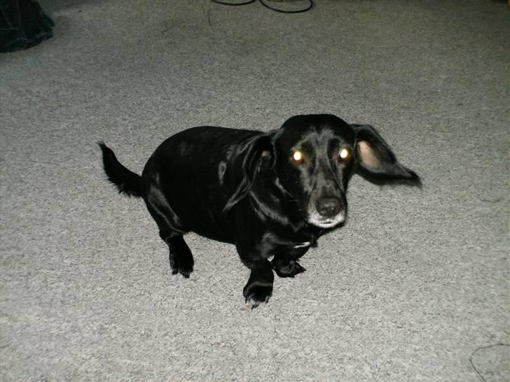 Blanding af racer Blackie*RIP* billede 4