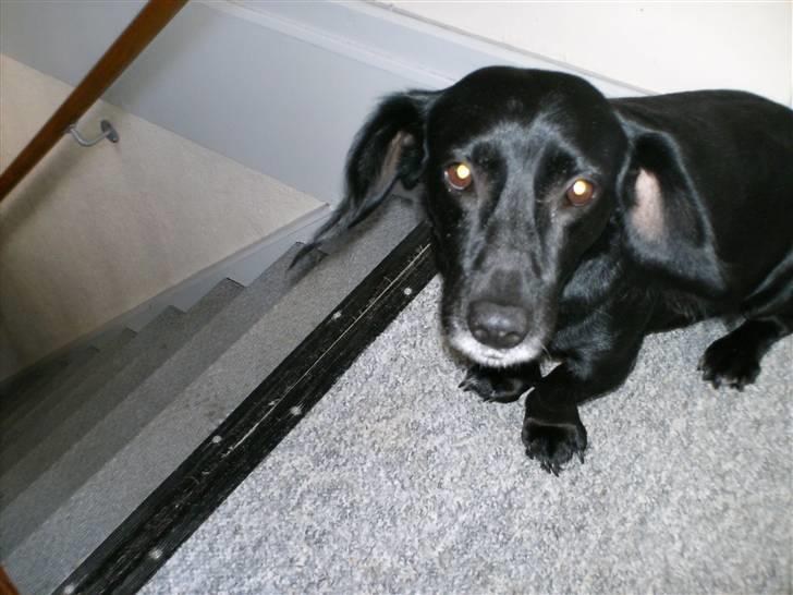 Blanding af racer Blackie*RIP* billede 5