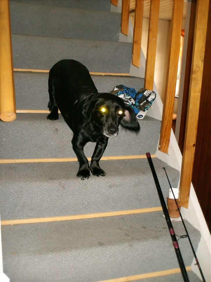 Blanding af racer Blackie*RIP* billede 6