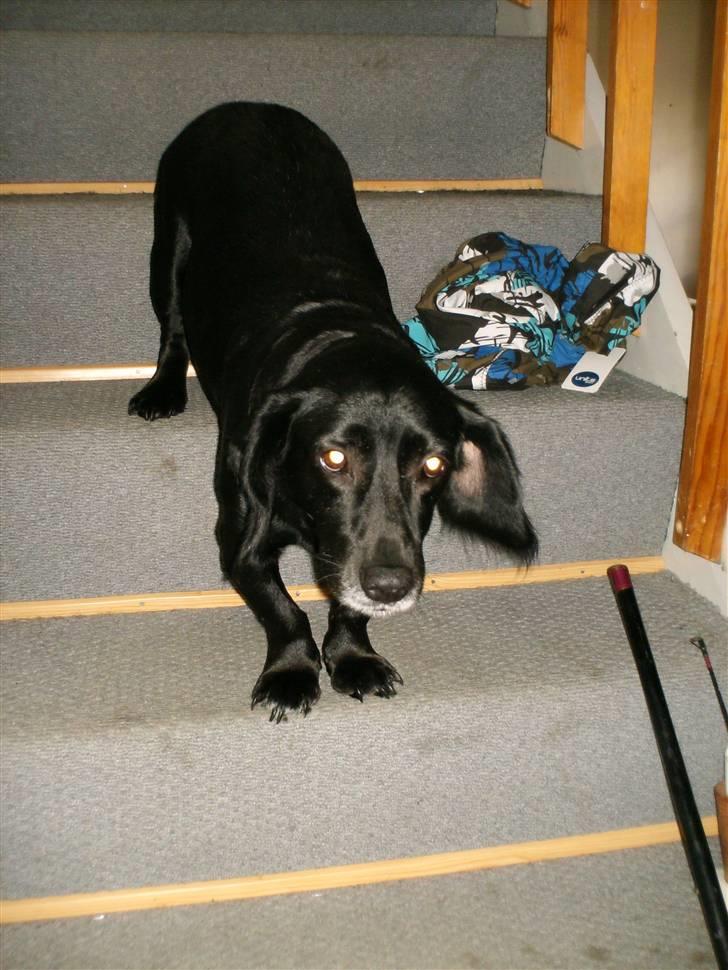 Blanding af racer Blackie*RIP* billede 7