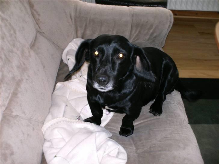 Blanding af racer Blackie*RIP* billede 8