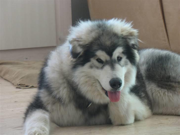 Alaskan malamute Cosmo død 9/3 09 - nogen som gider servere en kold drink? billede 15
