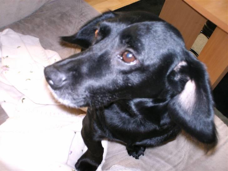 Blanding af racer Blackie*RIP* billede 9