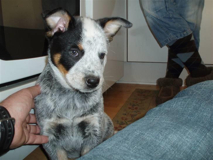 Australsk cattledog Archi - 9 uger og lige kommet til sit nye hjem billede 5