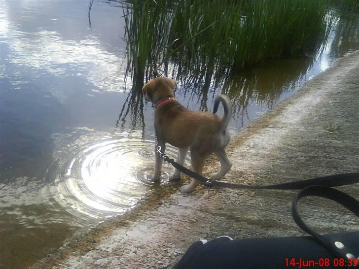 Blanding af racer Angel ** i hundehimlen** - taget d. 14/6-08 Angel er lige ude og dyppe poterne i vandet (:  billede 14
