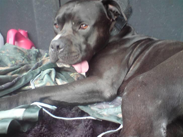 Blanding af racer Falko - Så dum, ka jeg se ud :) billede 19