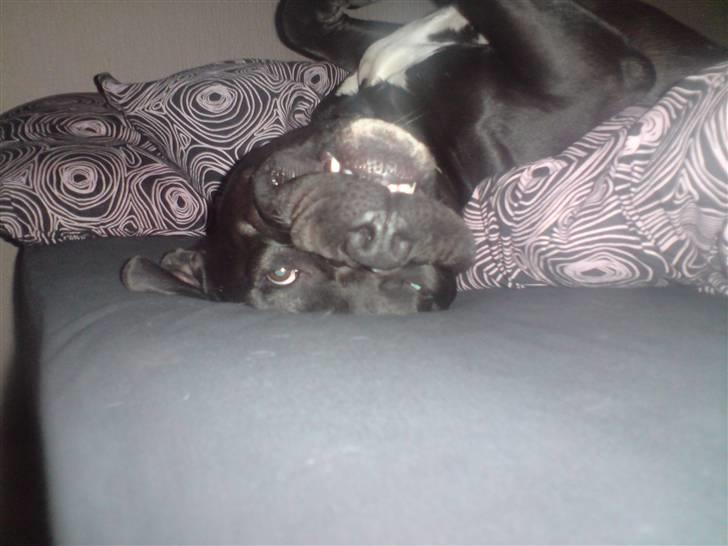 Blanding af racer Falko - Fjollerøv :) billede 20