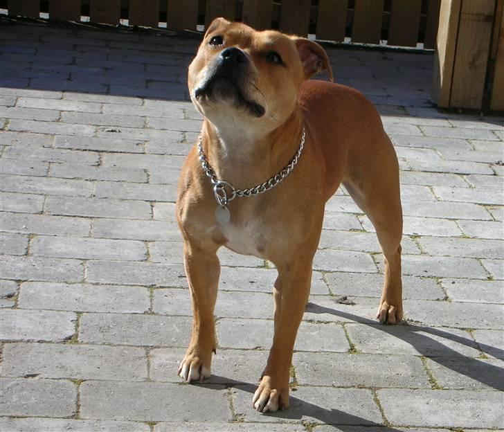 Staffordshire bull terrier Aya billede 14