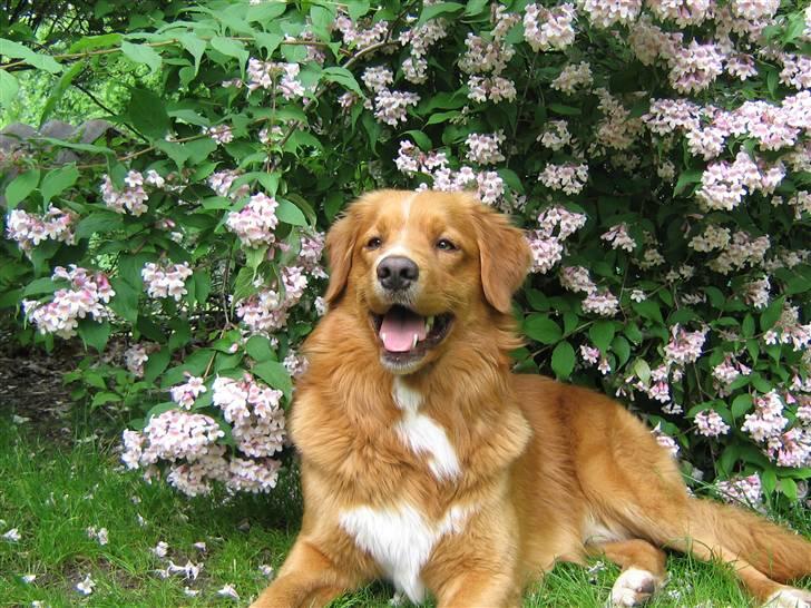 Nova scotia duck tolling retriever Tolkien billede 15