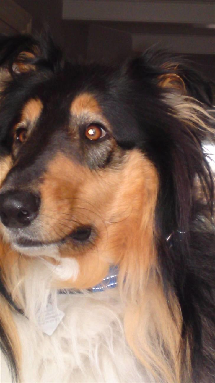 Collie langhåret Baloo - Baloo <3 <3 <3 <3 <3  billede 2