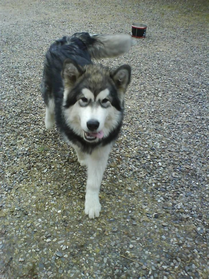 Alaskan malamute Devil billede 6