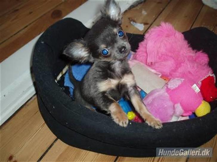 Chihuahua Lykke R.I.P billede 1