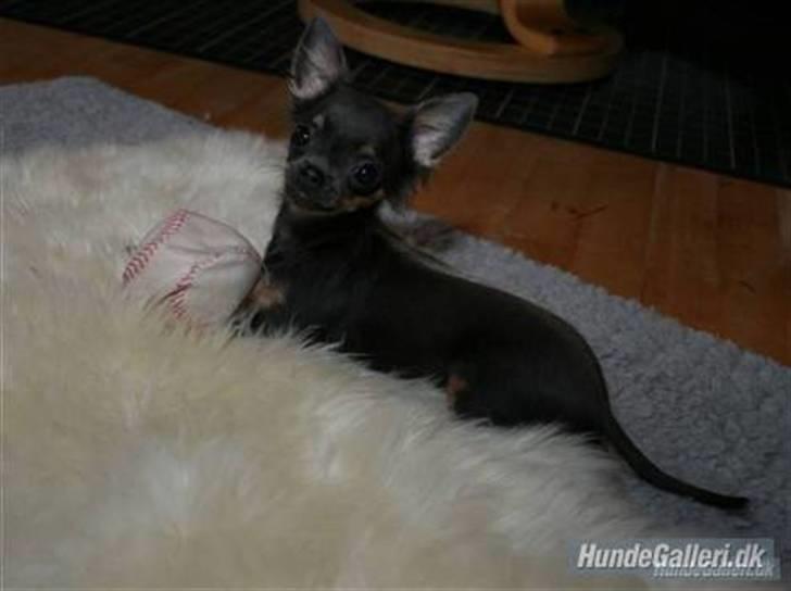 Chihuahua Lykke R.I.P billede 2