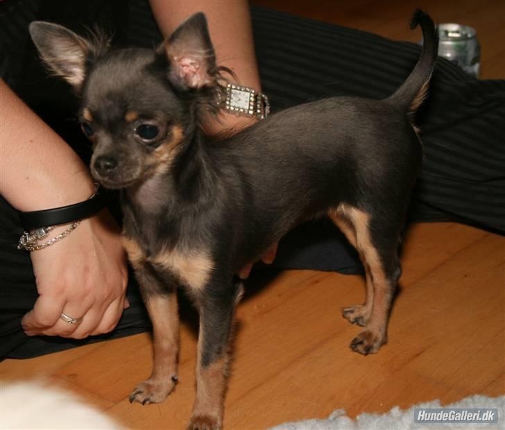 Chihuahua Lykke R.I.P billede 3