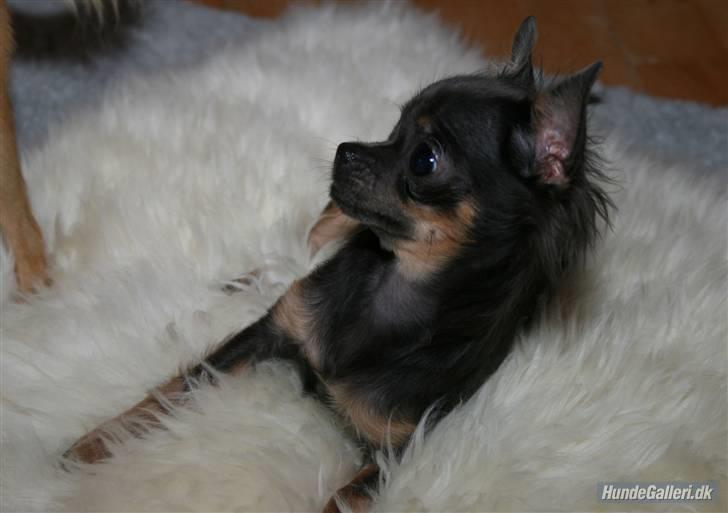Chihuahua Lykke R.I.P billede 4