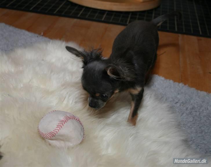 Chihuahua Lykke R.I.P billede 5