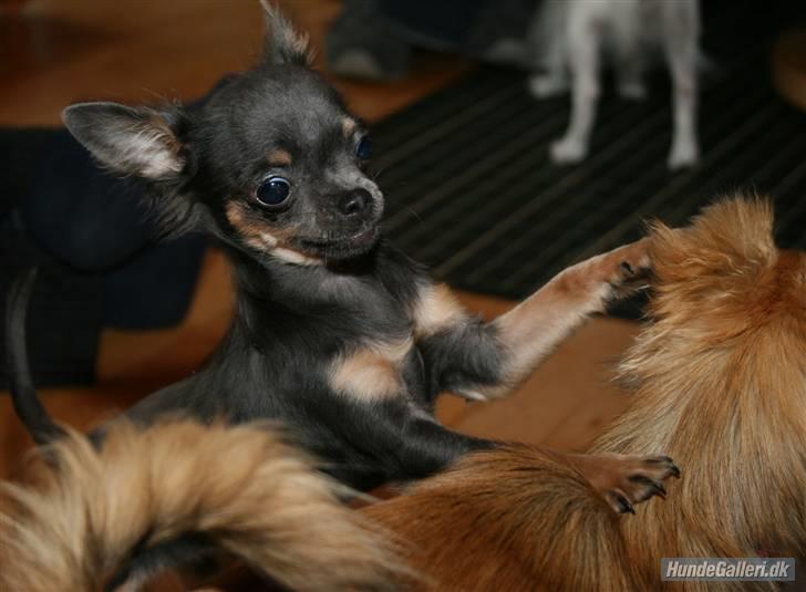 Chihuahua Lykke R.I.P billede 6