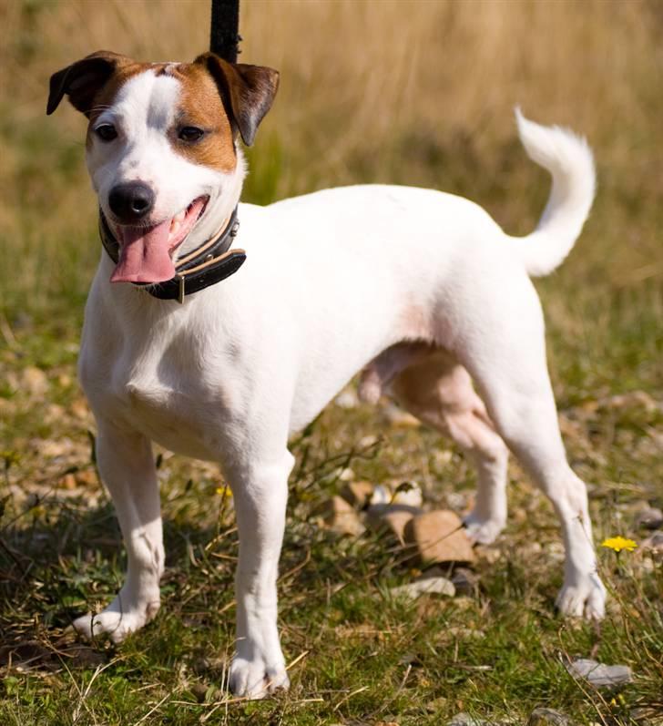 Blanding af racer <3 <3 Kejser <3 <3 - *Sep. 09* billede 5