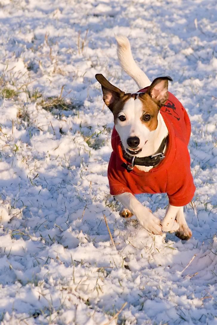 Blanding af racer <3 <3 Kejser <3 <3 - JUUUUUBIIIIIIIIIIIIIIII........ *NYT FEB. 2009* billede 9