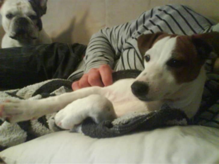 Blanding af racer <3 <3 Kejser <3 <3 - Åh...... Elsker at se venner..........(Friends) Thi hi...... billede 10