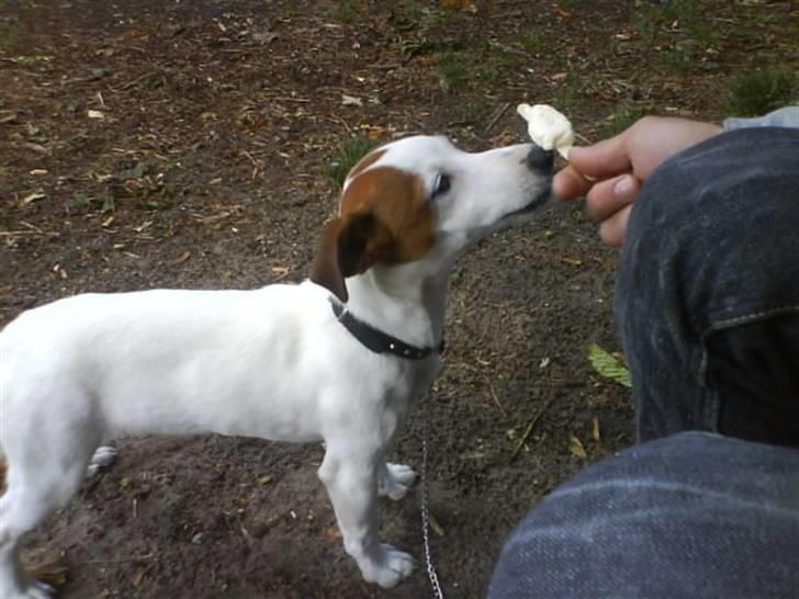 Blanding af racer <3 <3 Kejser <3 <3 - Is i en skov, kan det blive bedre.....?? billede 11