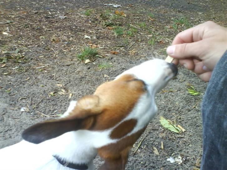 Blanding af racer <3 <3 Kejser <3 <3 - Det tror jeg ikk det kan........ :D billede 12