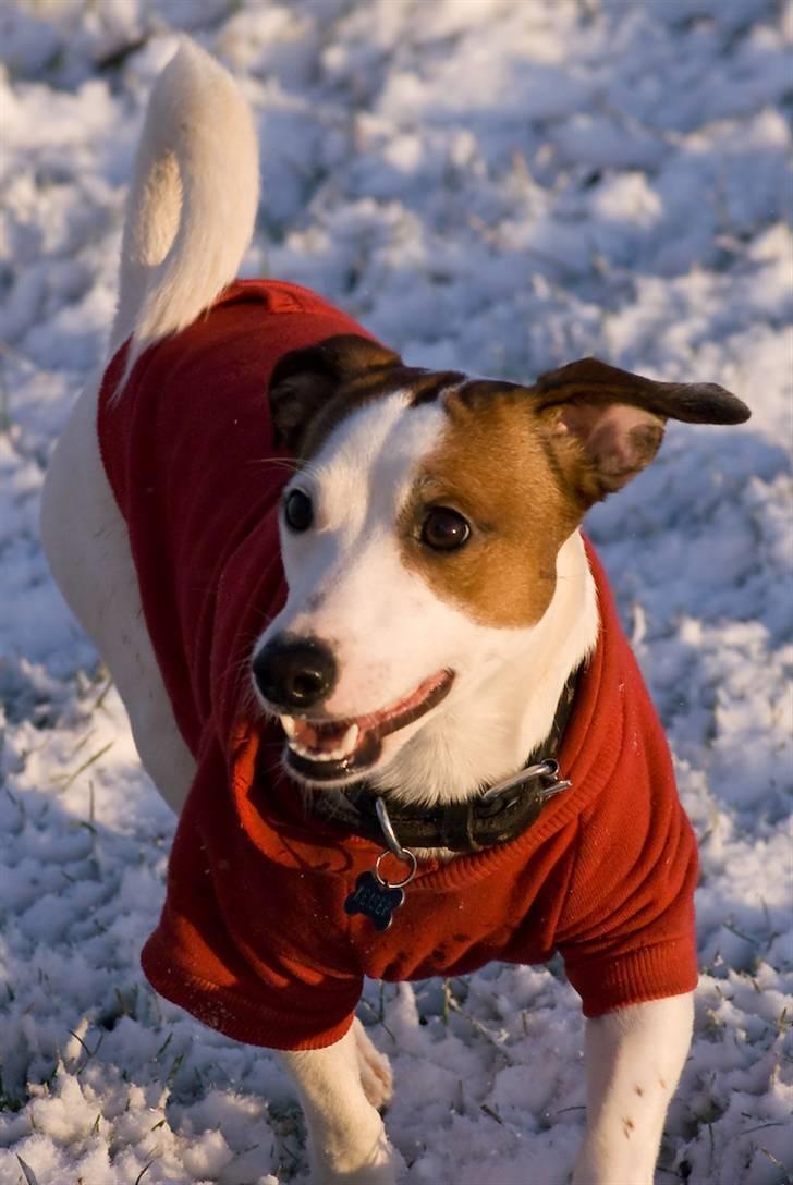 Blanding af racer <3 <3 Kejser <3 <3 - Se hvor fint jeg står.......... *NYT FEB. 2009* billede 13