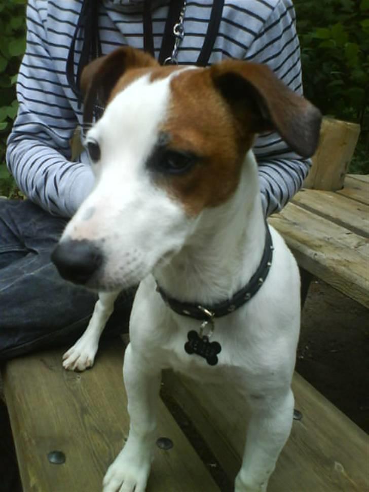 Blanding af racer <3 <3 Kejser <3 <3 - Se mit nye halsbånd og mit eget lille navneskilt......... c",) billede 14