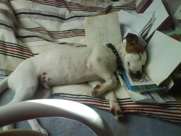 Blanding af racer <3 <3 Kejser <3 <3 - Efter skovturen, døede jeg i bedstefars papire......... :D billede 16