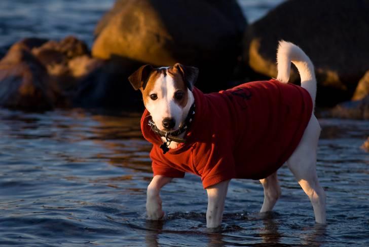 Blanding af racer <3 <3 Kejser <3 <3 - Bader på Knud Strsnd..... Weee...... *NYT FEB. 2009* billede 17