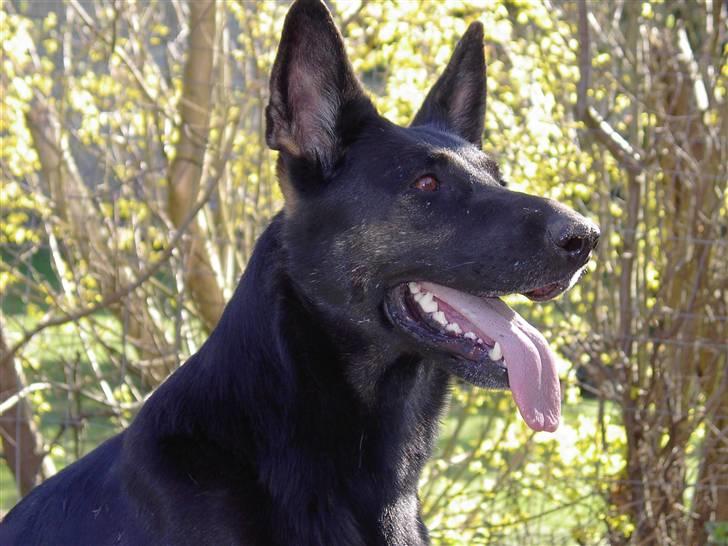 Schæferhund Ezra *RIP* billede 1