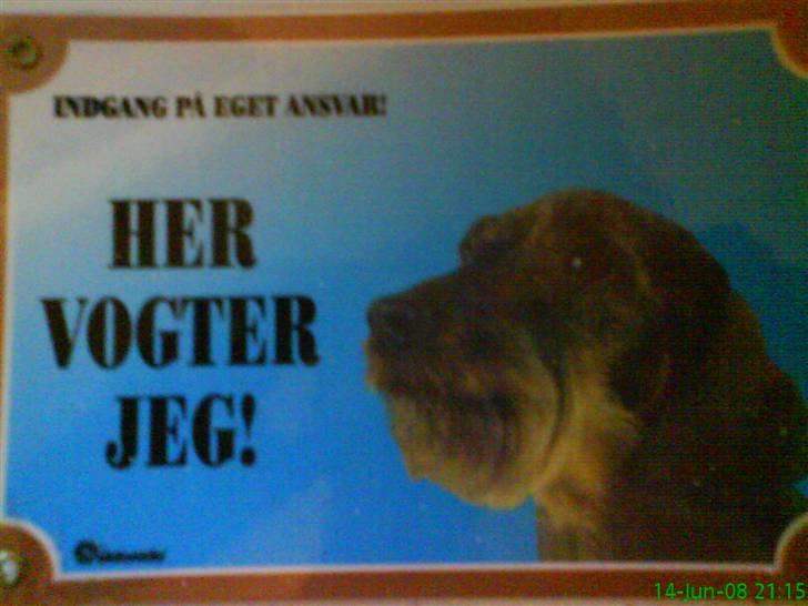 Gravhund Futte - Ja pas på ; ) billede 16