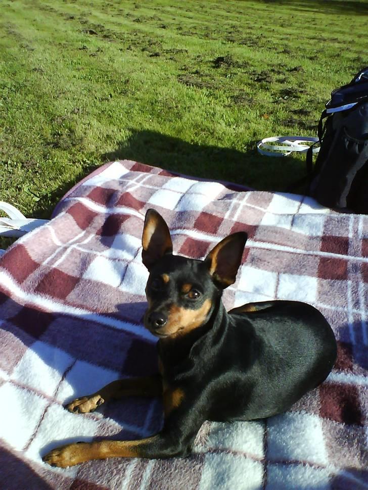 Dvaergpinscher Tulle. billede 1
