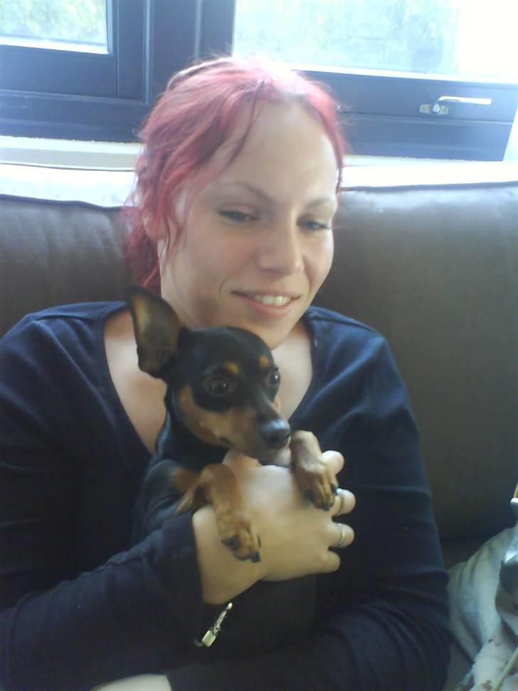 Dvaergpinscher Tulle. billede 2