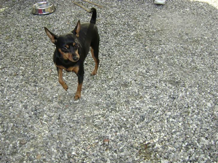 Dvaergpinscher Tulle. billede 3