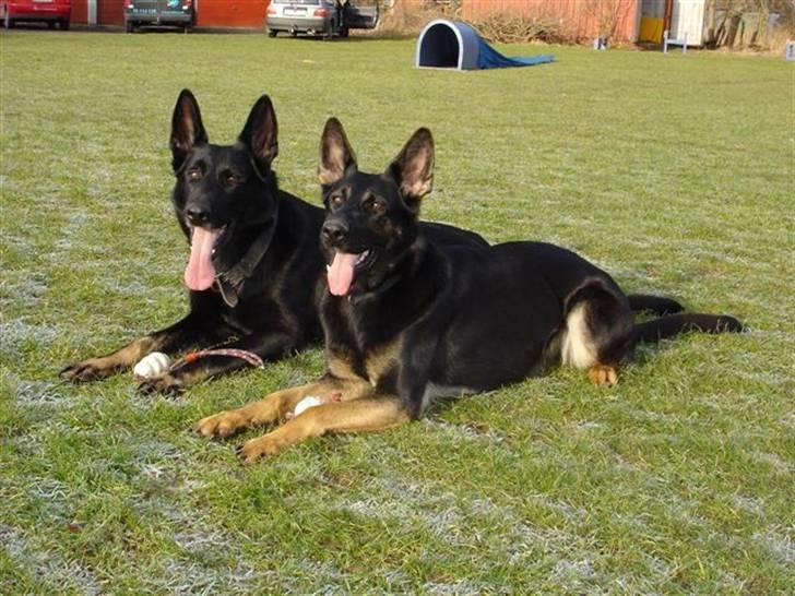 Schæferhund Ezra *RIP* billede 2