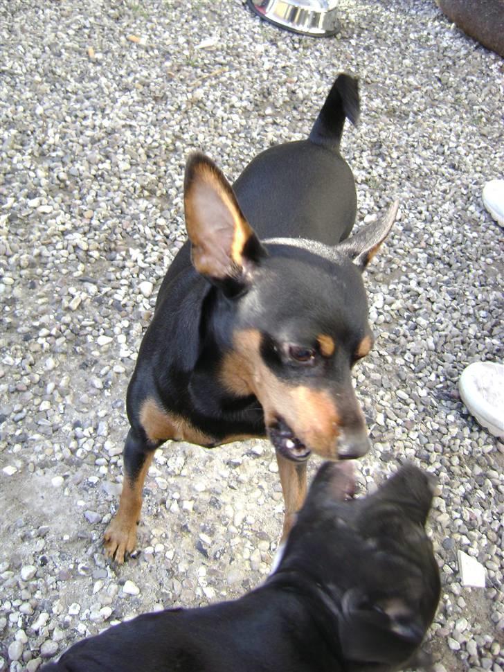 Dvaergpinscher Tulle. billede 4